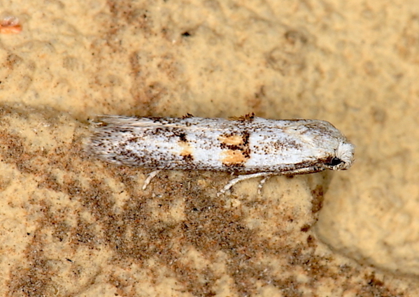 Aiuto id. Micro - Symmocoides oxybiellus